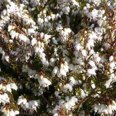 Bruyère d'hiver blanche Silberschmelze - Leaderplant