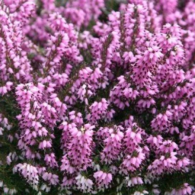 Bruyère d'hiver Furzey - Leaderplant