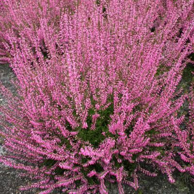 Bruyère commune Marlies - Leaderplant