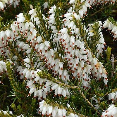 Bruyère d'hiver blanche Silberschmelze - Leaderplant