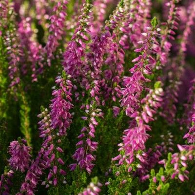 Bruyère commune d'été Darkness - Leaderplant