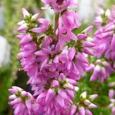 Bruyère commune d'été Darkness - Leaderplant