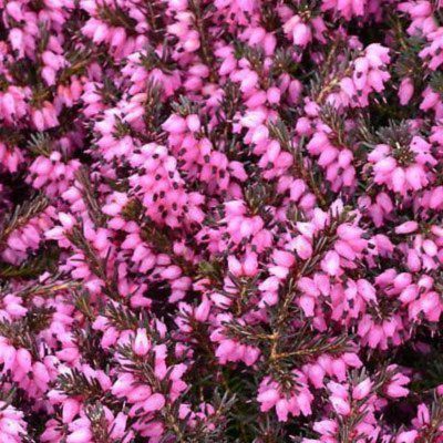 Kit plantes Terre de Bruyère - 6 variétés - Leaderplant