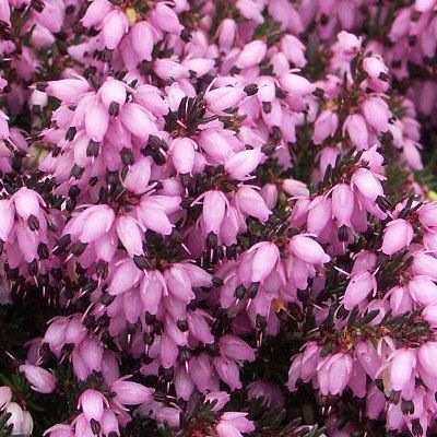 Bruyère d'hiver Furzey - Leaderplant