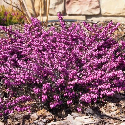 Bruyère d'hiver Kramer's Rote - Leaderplant