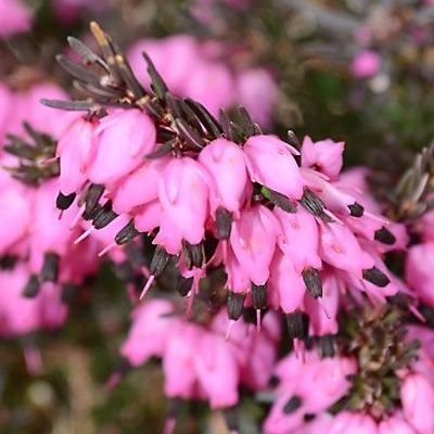 Bruyère d'hiver Kramer's Rote - Leaderplant