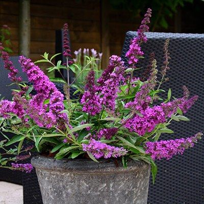 Arbre à papillons nain Tutti Frutti ® - Leaderplant