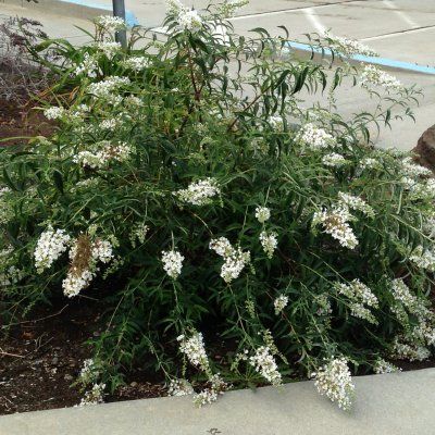 Arbre à papillons nain Snow White ® - Leaderplant