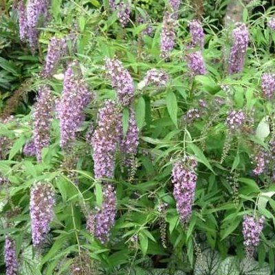 Arbre à Papillons Wisteria Lane ® - Buddleia - Leaderplant