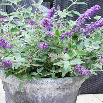 Arbre à papillons nain Blue Heaven ® - Leaderplant