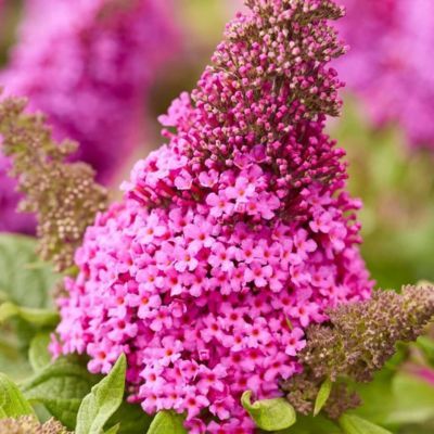 Arbre à papillons ButterFly Candy Cerise ® - Leaderplant