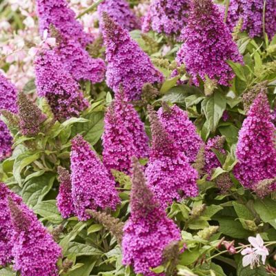 Arbre à papillons ButterFly Candy Cerise ® - Leaderplant