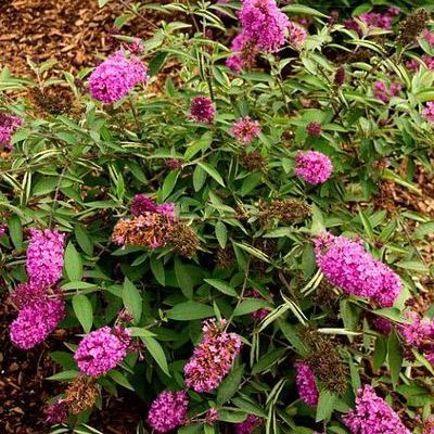 Arbre à papillons nain Dark Pink ® - Leaderplant