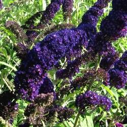 Arbre à papillons Black Knight - Leaderplant