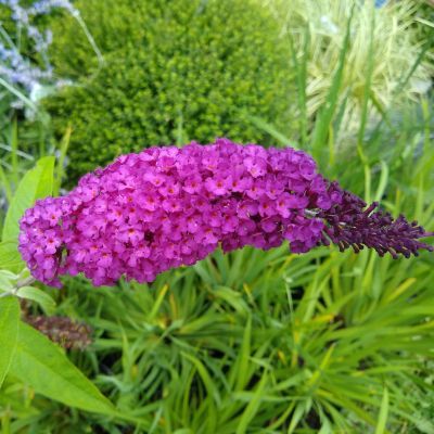 Arbre à papillons Royal Red - Leaderplant