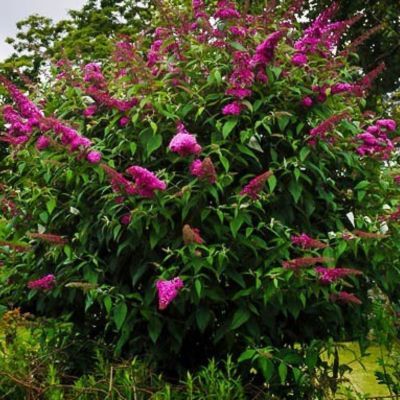 Arbre à papillons Royal Red - Leaderplant