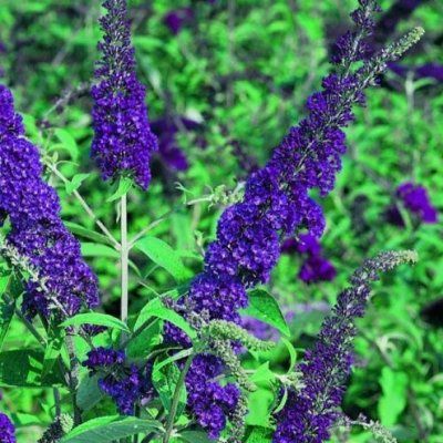 Arbre à papillons Empire Blue - Leaderplant