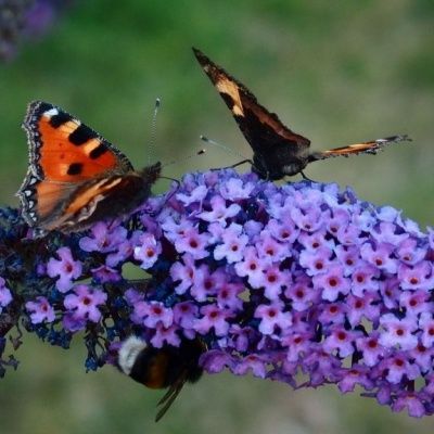 Arbre à papillons Empire Blue - Leaderplant