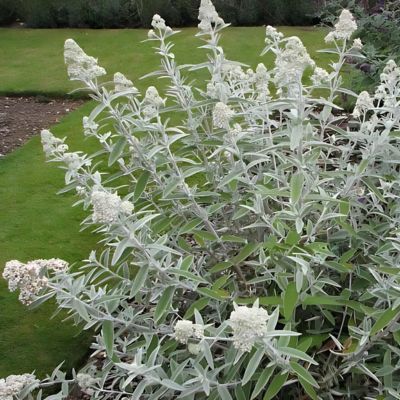 Arbre à papillons de chine blanc  - Leaderplant