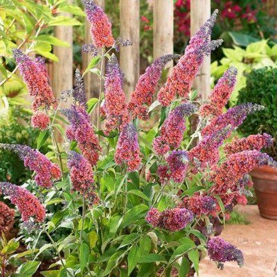 Arbre à papillons Flower Power - Leaderplant