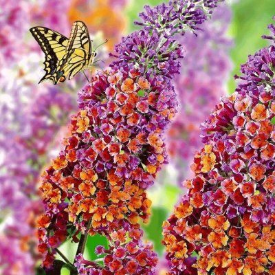 Arbre à papillons Flower Power - Leaderplant