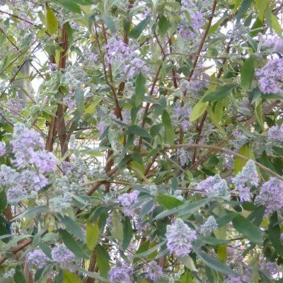 Arbre à papillons officinale - Leaderplant