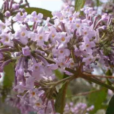 Arbre à papillons officinale - Leaderplant