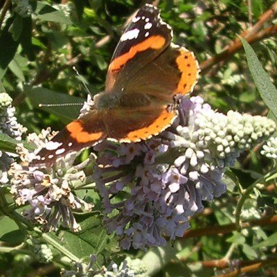 Arbre à papillons officinale - Leaderplant