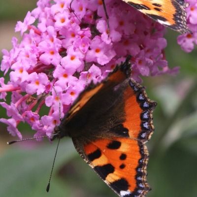 Arbre à papillons Pink Delight - Leaderplant