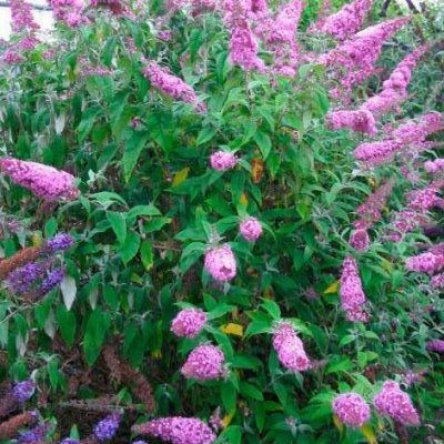 Arbre à papillons Pink Delight - Leaderplant