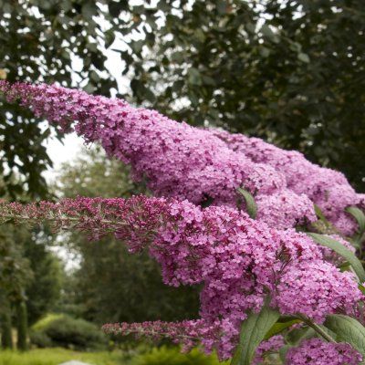 Arbre à papillons Pink Delight - Leaderplant
