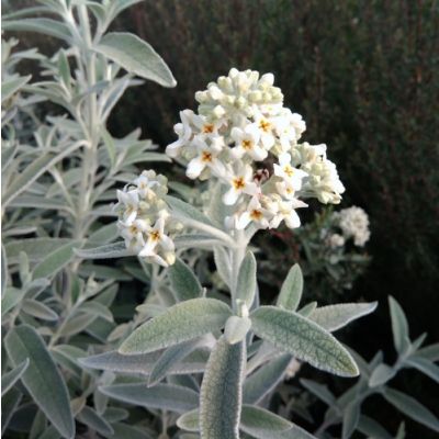 Arbre à papillons Silver Anniversary - Leaderplant