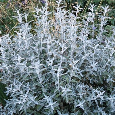 Arbre à papillons Silver Anniversary - Leaderplant