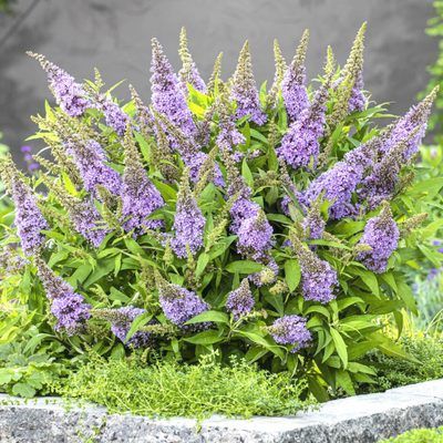 Arbre à papillons ButterFly Candy Little Lila ® - Leaderplant