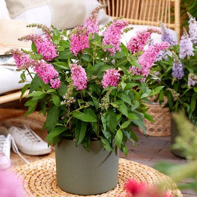 Arbre à papillons ButterFly Candy Little Pink ® - Leaderplant