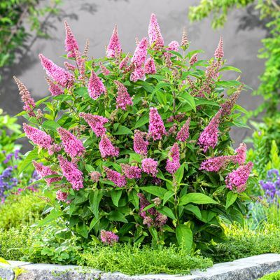 Arbre à papillons ButterFly Candy Little Pink ® - Leaderplant