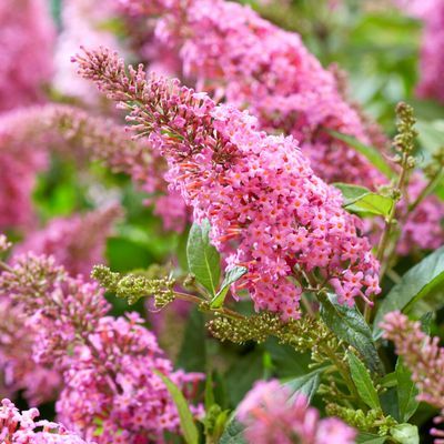 Arbre à papillons ButterFly Candy Little Pink ® - Leaderplant