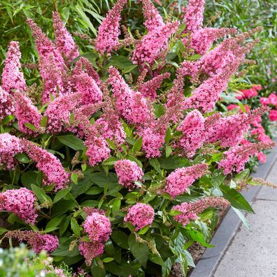 Arbre à papillons ButterFly Candy Little Pink ® - Leaderplant