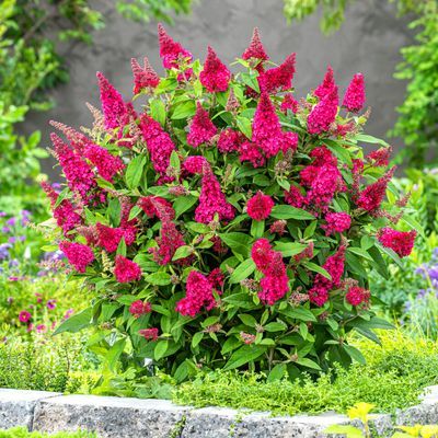 Arbre à papillons ButterFly Candy Little Ruby ® - Leaderplant