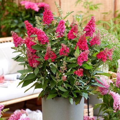 Arbre à papillons ButterFly Candy Little Ruby ® - Leaderplant