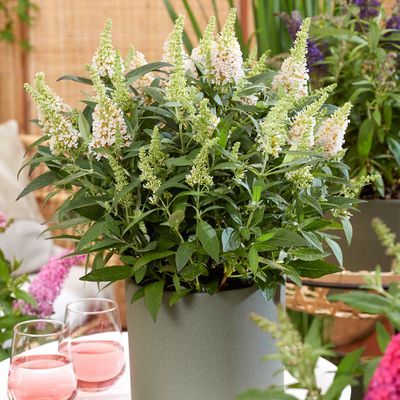 Arbre à papillons ButterFly Candy Little White ® - Leaderplant