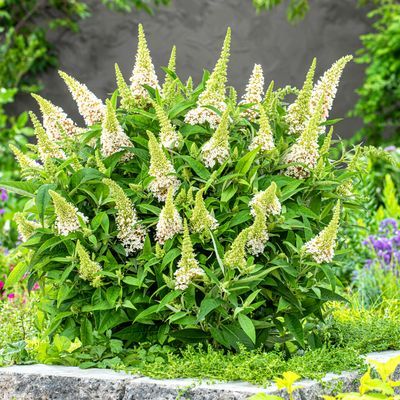 Arbre à papillons ButterFly Candy Little White ® - Leaderplant