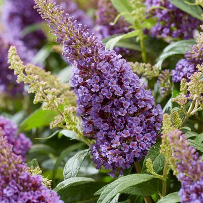 Arbre à papillons ButterFly Candy Little Lila ® - Leaderplant