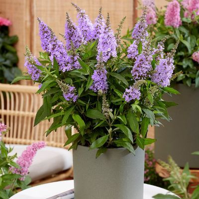 Arbre à papillons ButterFly Candy Little Lila ® - Leaderplant