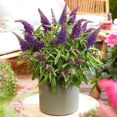 Arbre à papillons ButterFly Candy Little Purple ® - Leaderplant