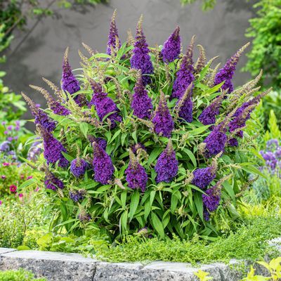 Arbre à papillons ButterFly Candy Little Purple ® - Leaderplant