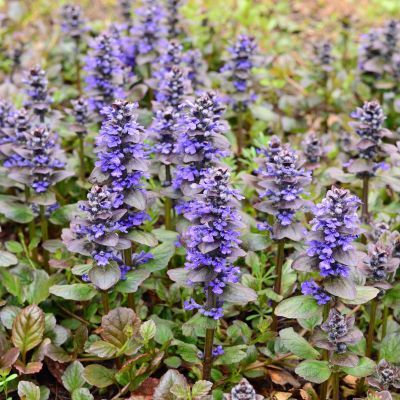 Bugle rampant Catlin's Giant - Leaderplant