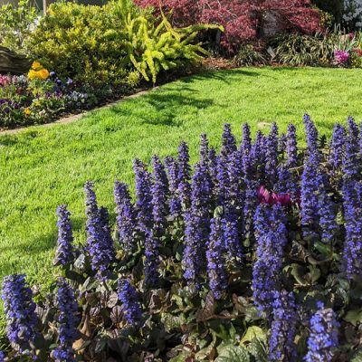 Bugle rampant Catlin's Giant - Leaderplant