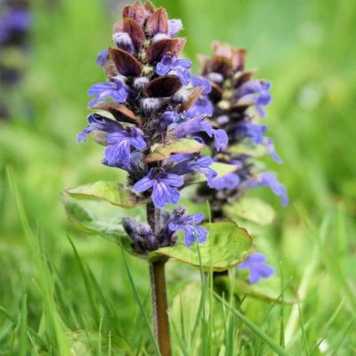 Bugle rampant  - Leaderplant