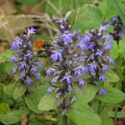 Bugle rampant  - Leaderplant